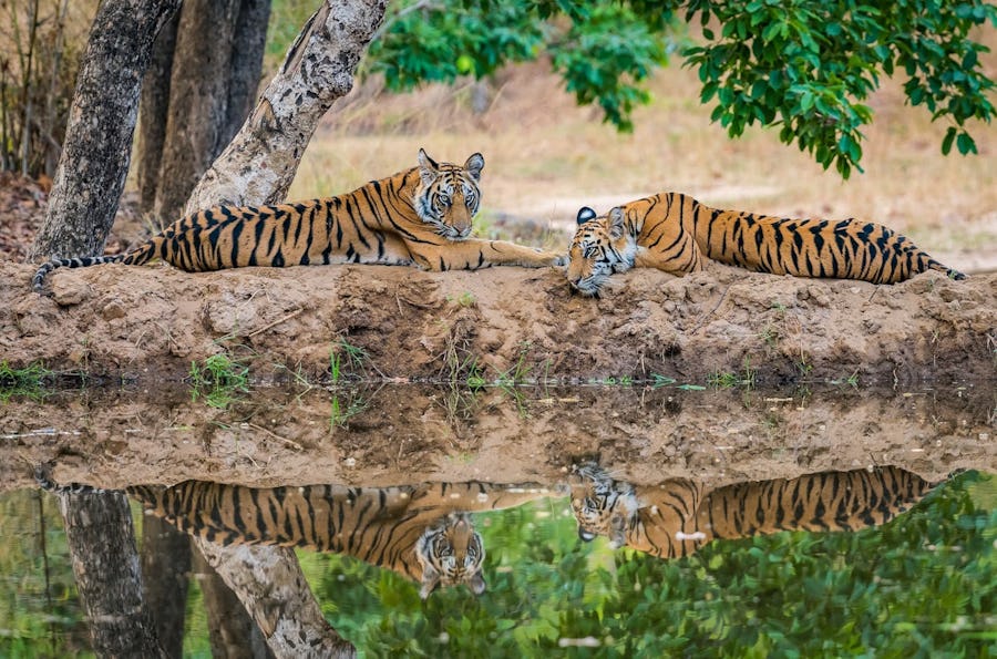 India wildlife