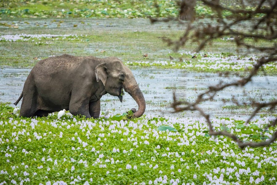 Sri Lanka wildlife