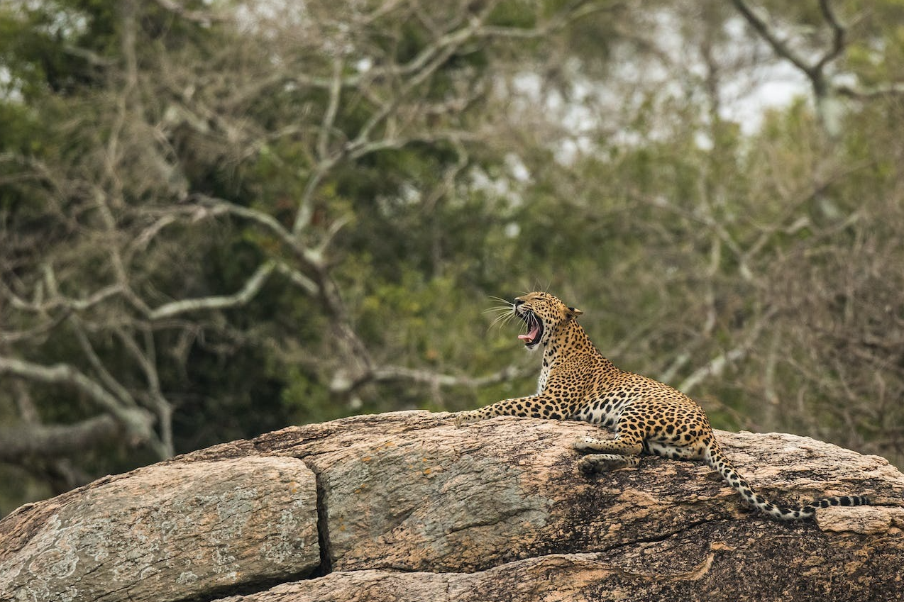 Sri Lanka wildlife