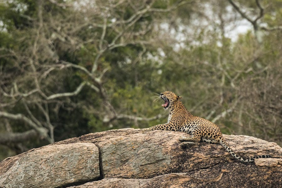 Sri Lanka wildlife