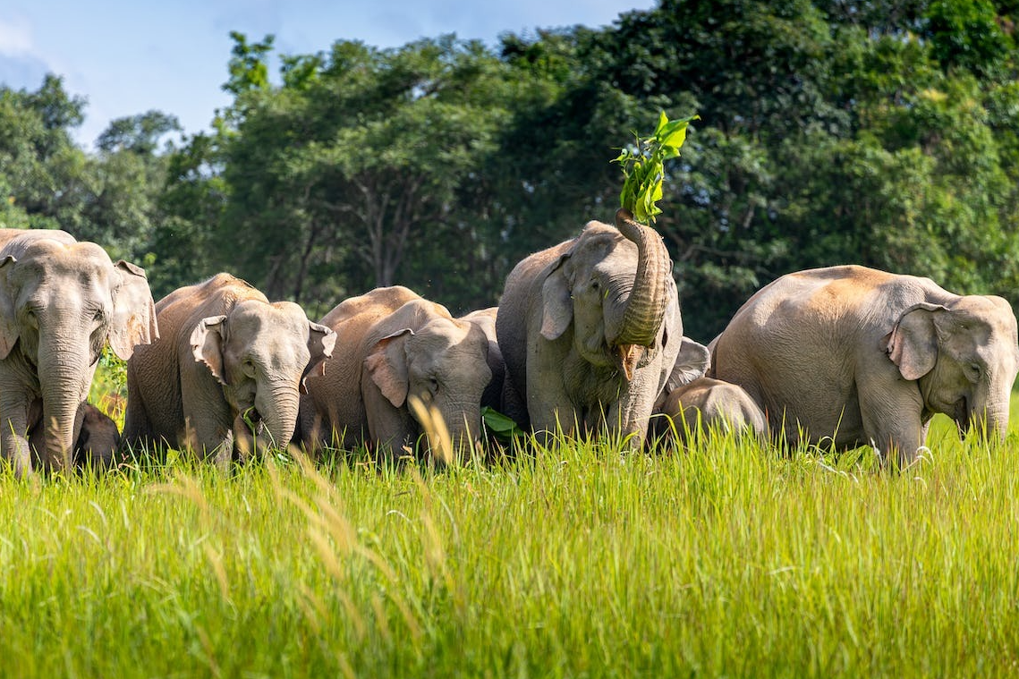 Thailand Wildlife Guide