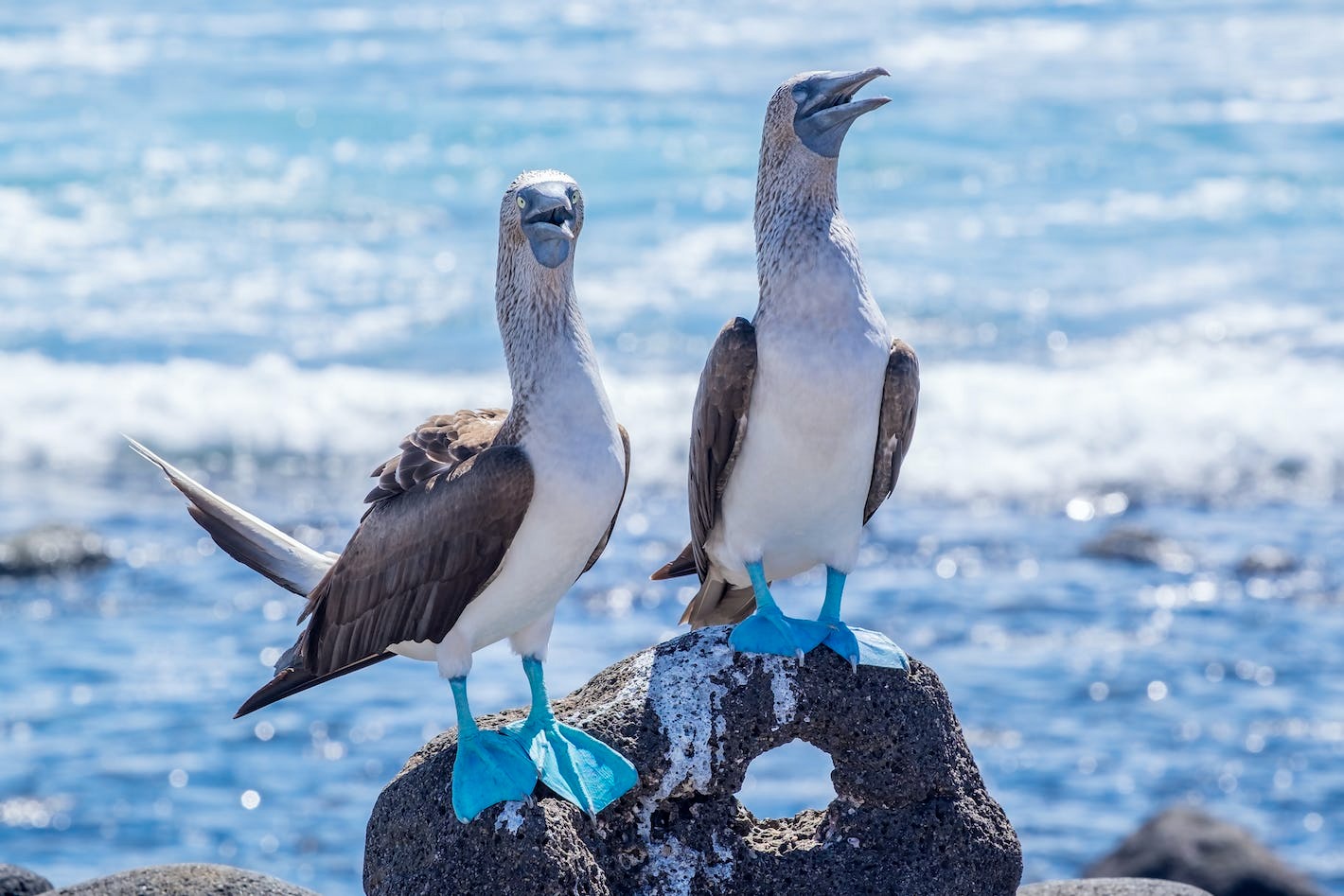 Galapagos Wildlife Guide