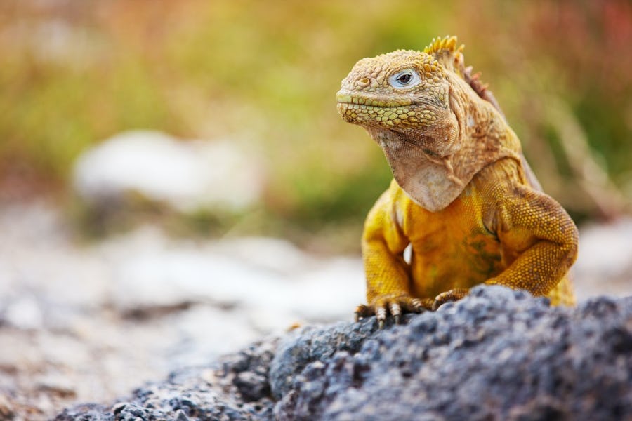 Galapagos wildlife guide