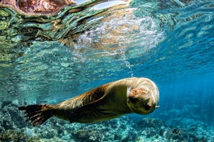 Galapagos Wildlife Guide
