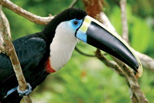 Peru Wildlife Guide