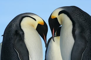Sensational Wildlife & Where To Find It