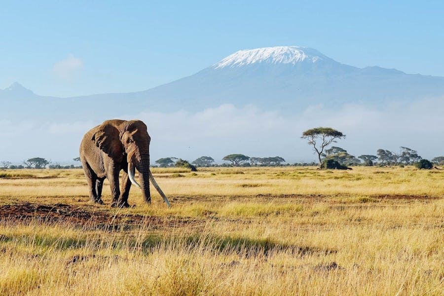 Elephant walking below Mount Kilimanjaro
