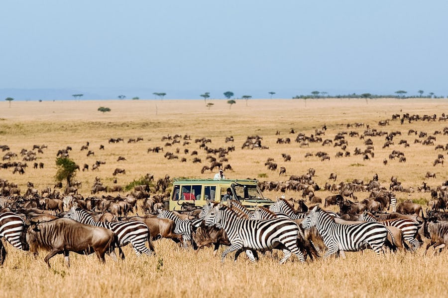 Tanzania or South Africa Safari