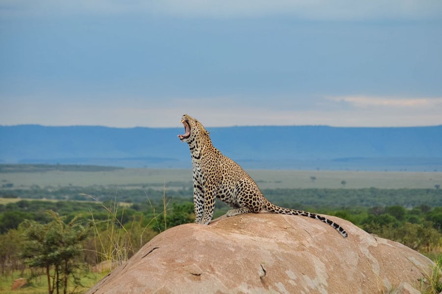 Leopard yawning in Serengeti