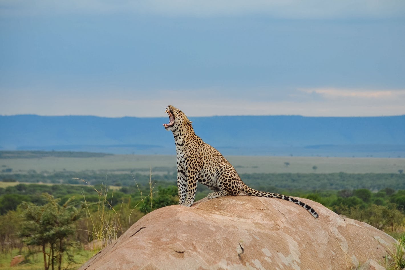 Leopard yawning in Serengeti