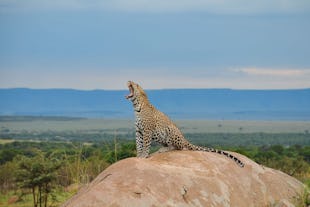 Kenya vs Tanzania: Which is Better for a Safari?