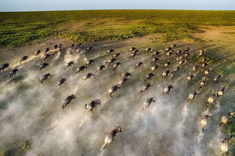 Wildebeest running in the Serengeti