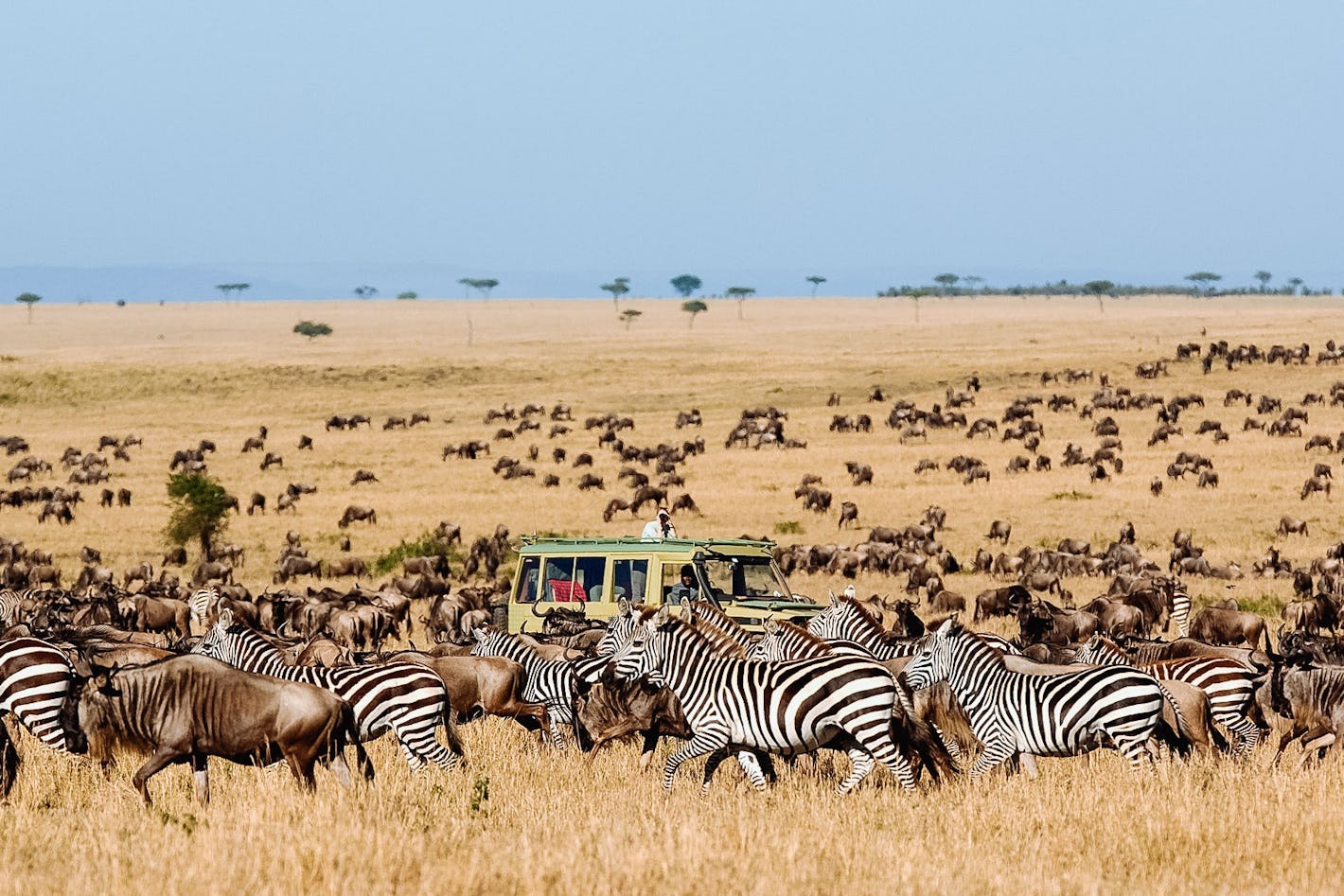 Serengeti Safari