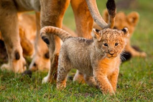 Big Cats of Kenya To See On Your Safari