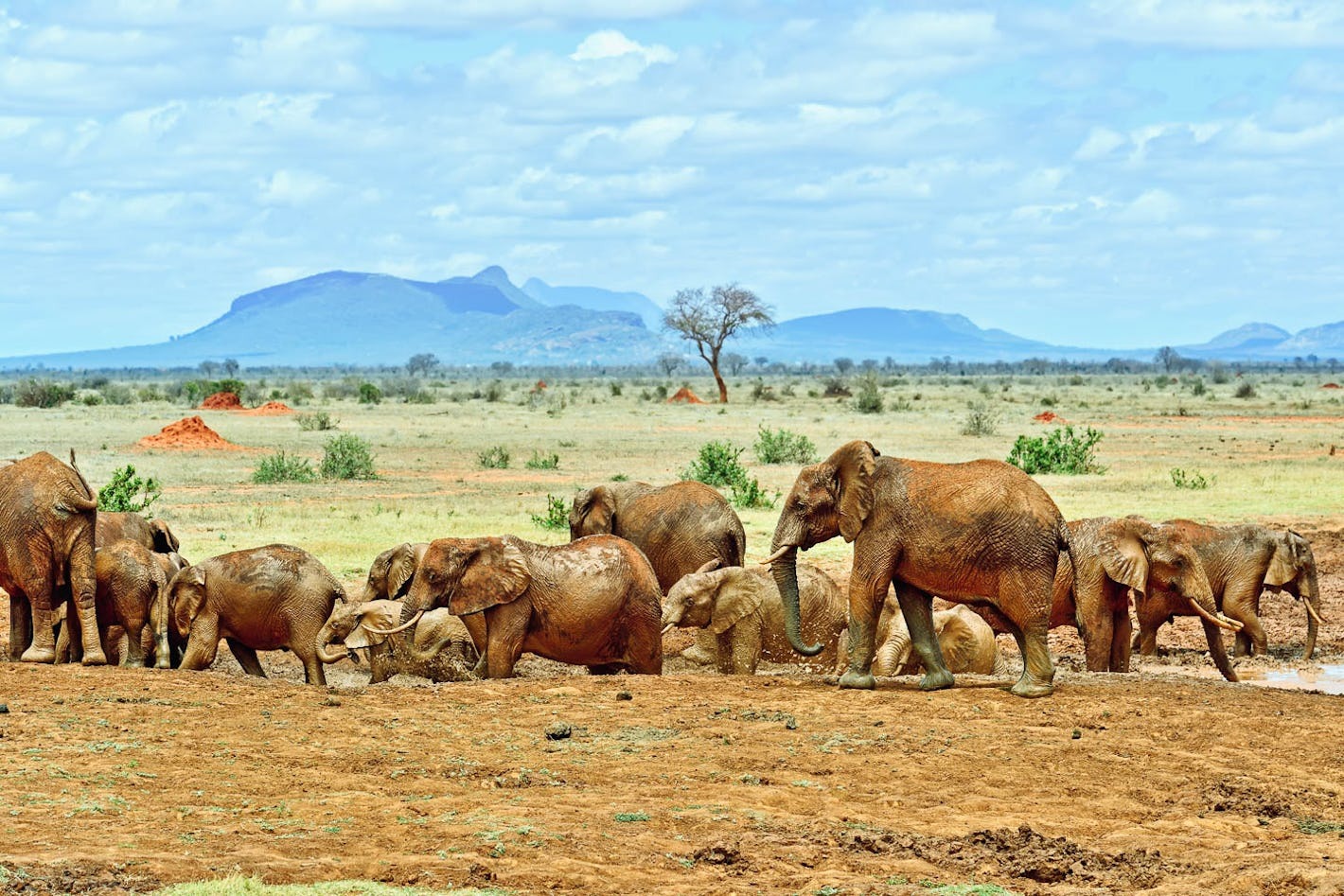 Where to find the Big Five in Kenya