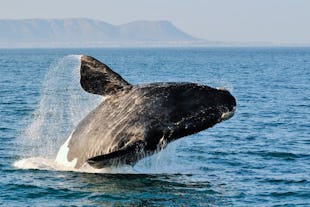 Where to go whale watching in South Africa