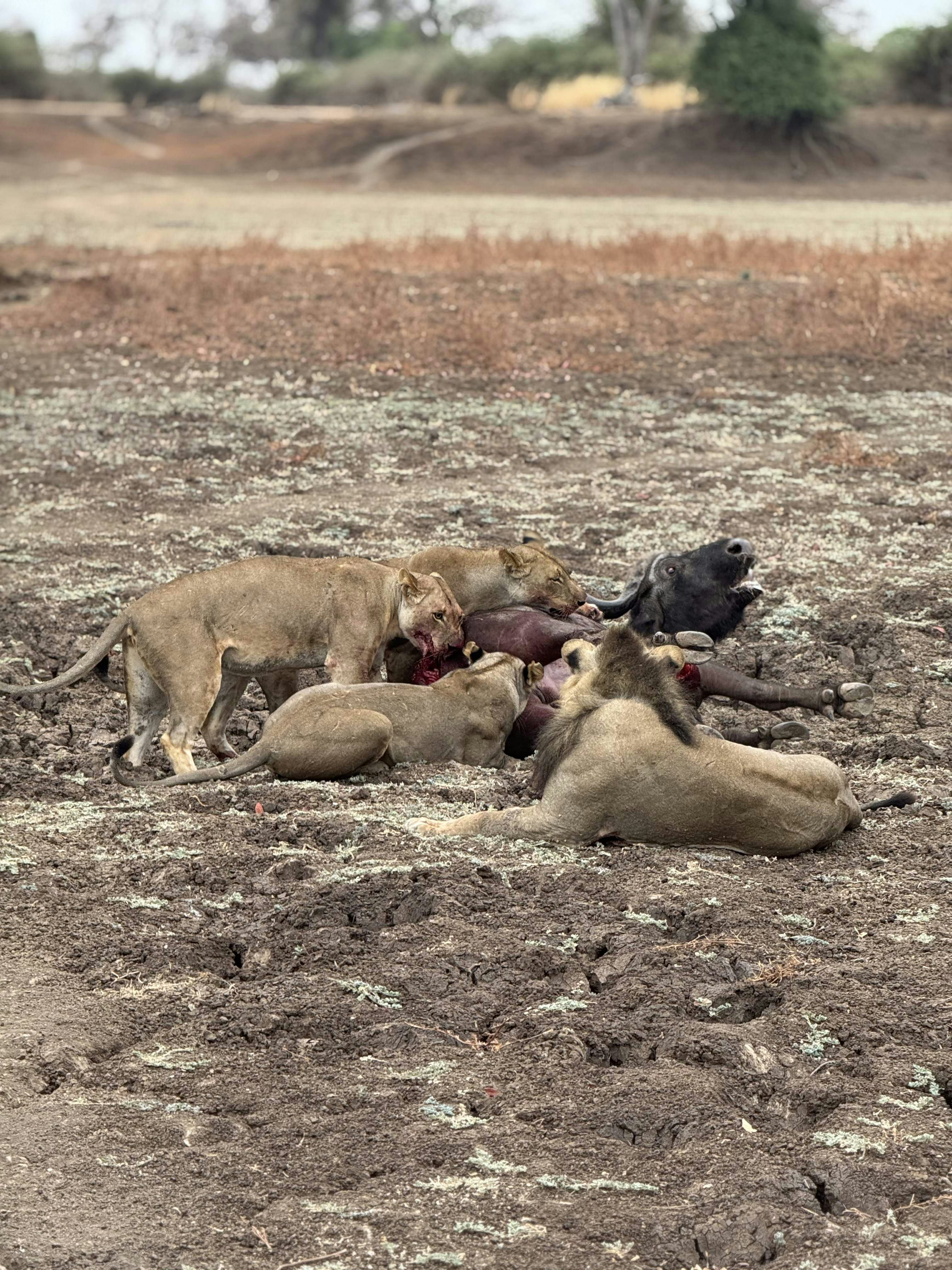 South Luangwa safari