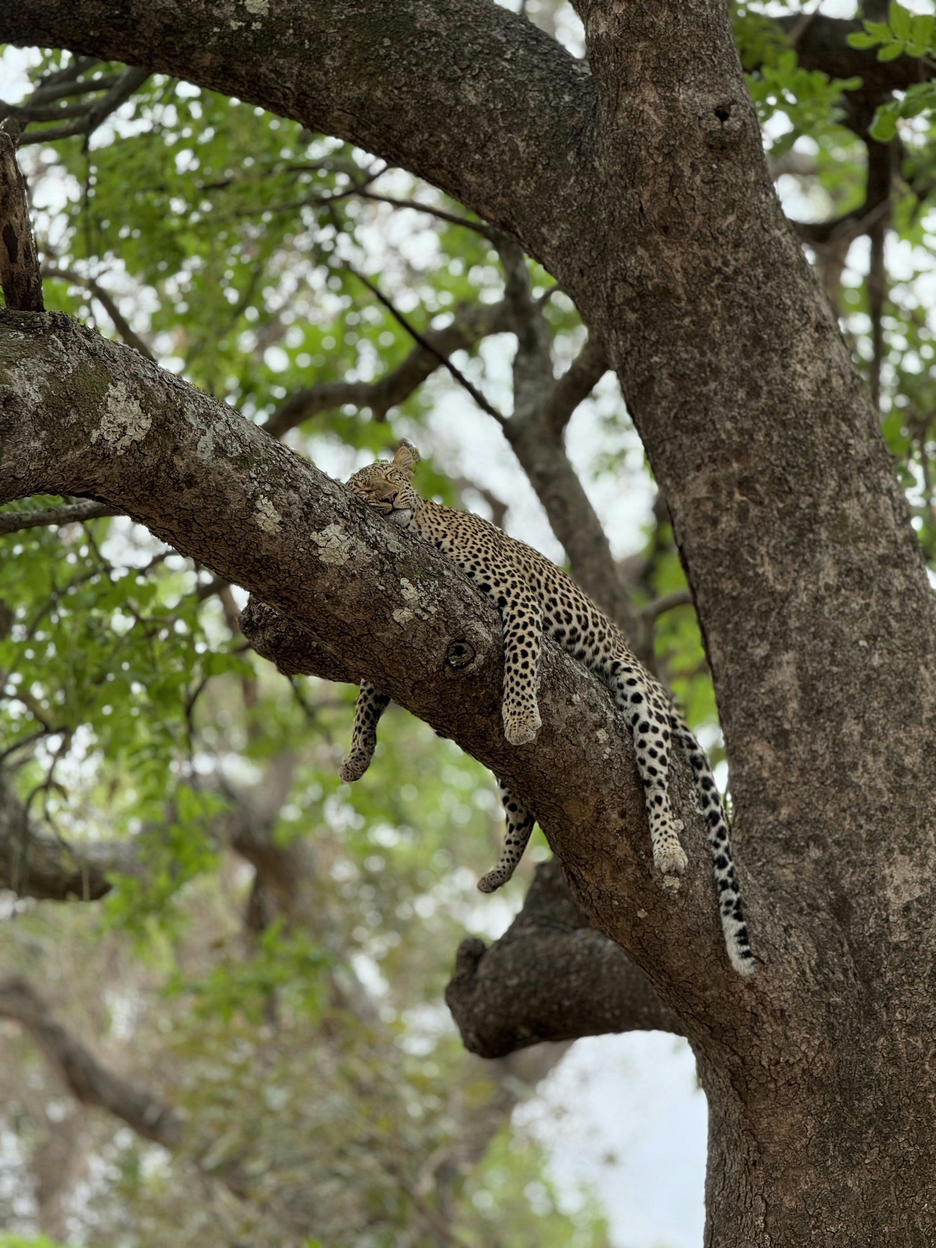 South Luangwa safari