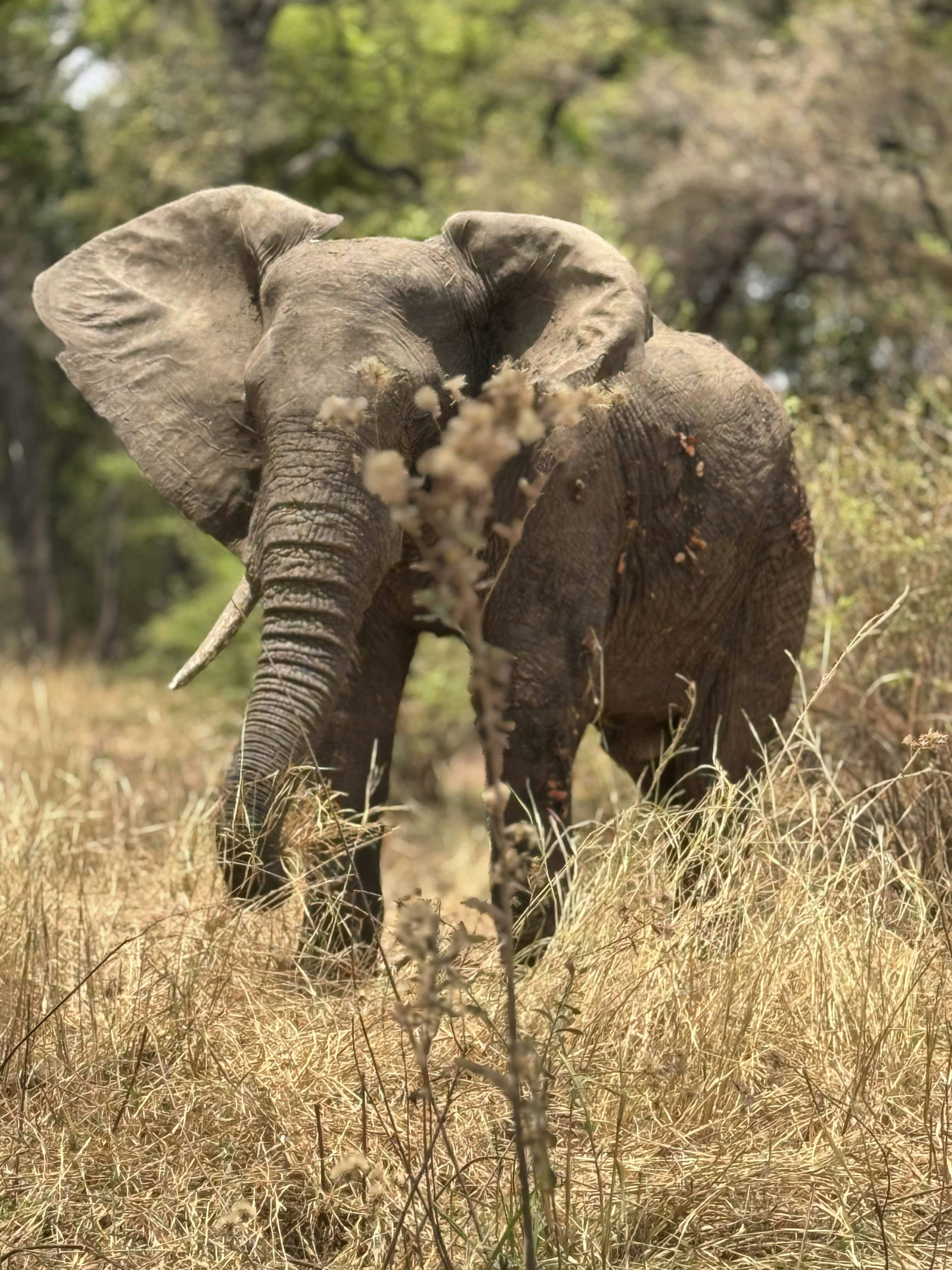 South Luangwa safari