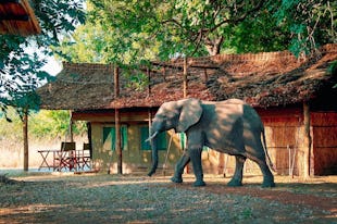 Annie’s Spectacular South Luangwa Safari