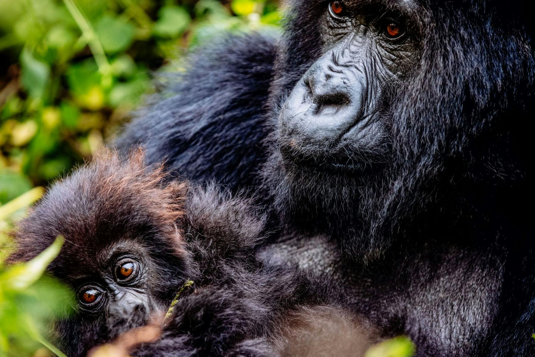 Gorilla trekking vs habituation