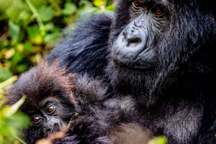 Gorilla trekking vs habituation: what is the difference?