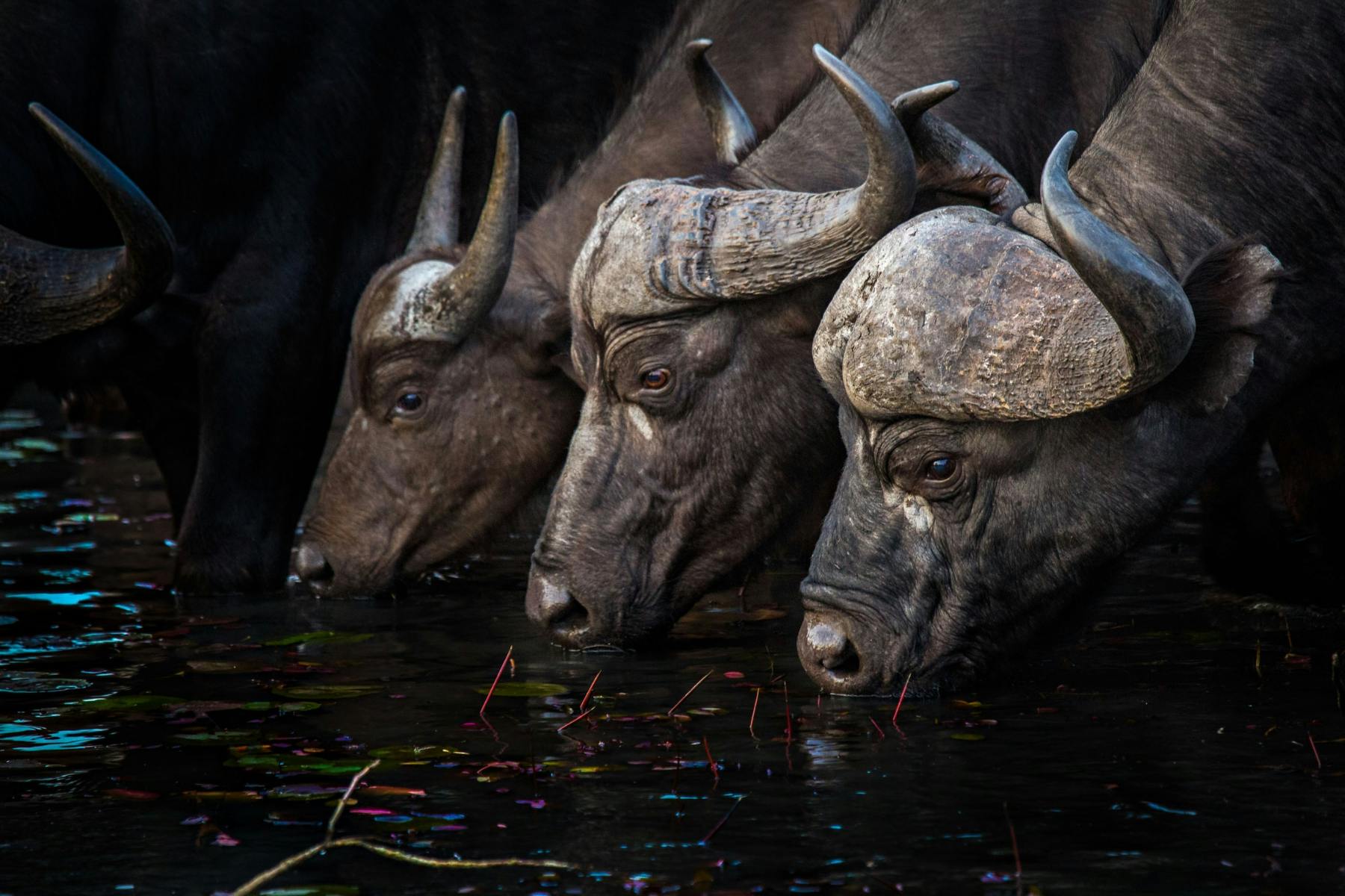 Tips for Photography on Safari