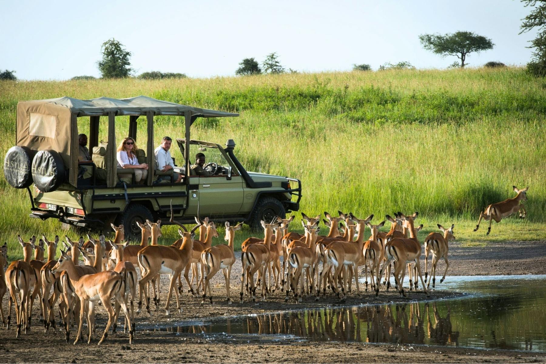 how to plan a safari in Tanzania