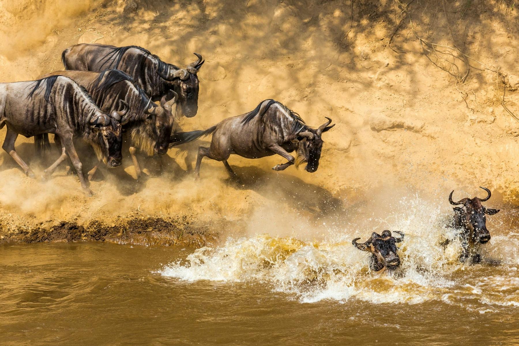 Wildebeest migration