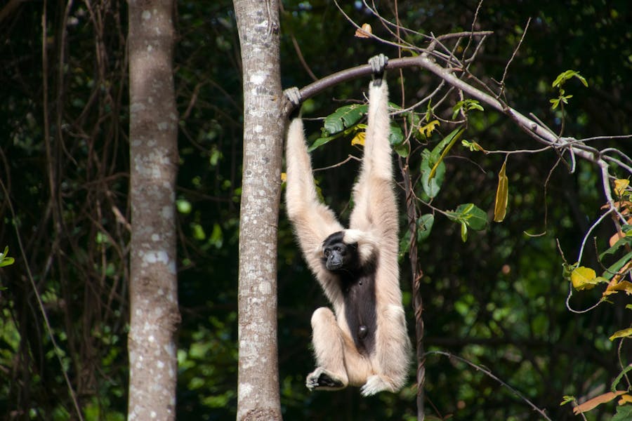 safari destinations outside Africa