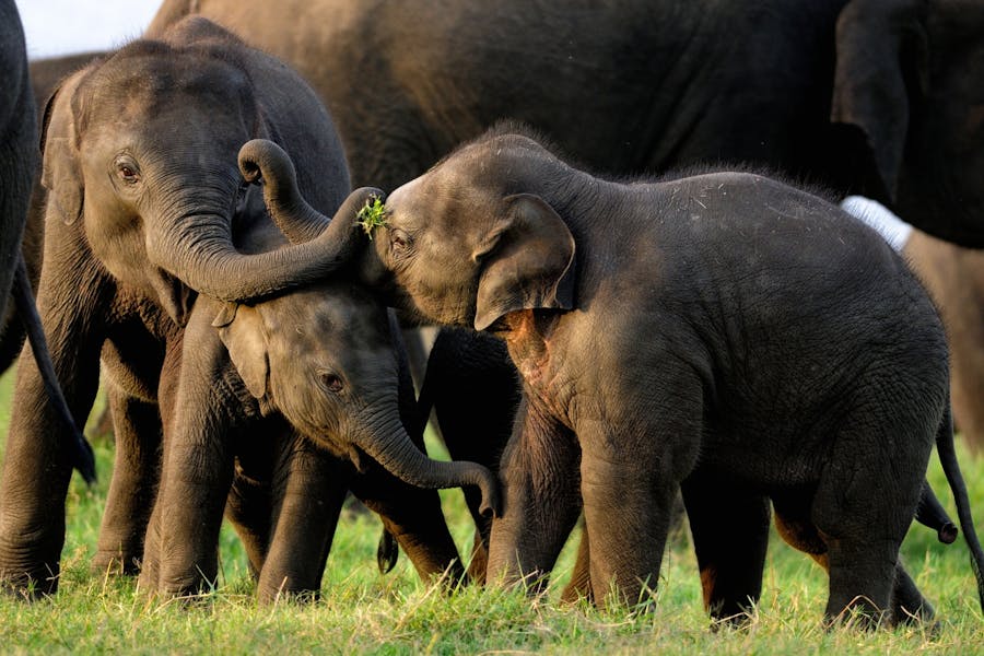 safari destinations outside Africa