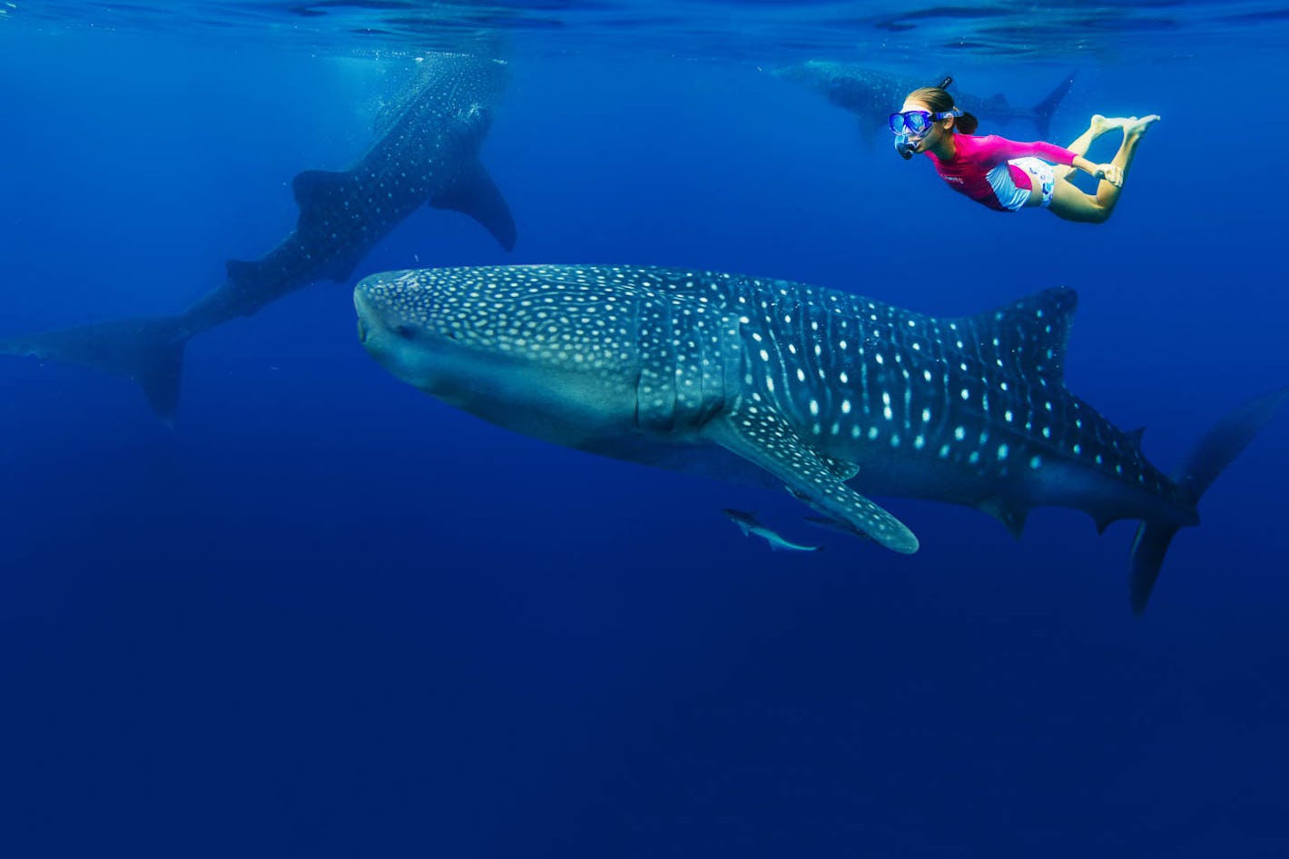 Snorkelling With Whale Sharks Timbuktu Travel
