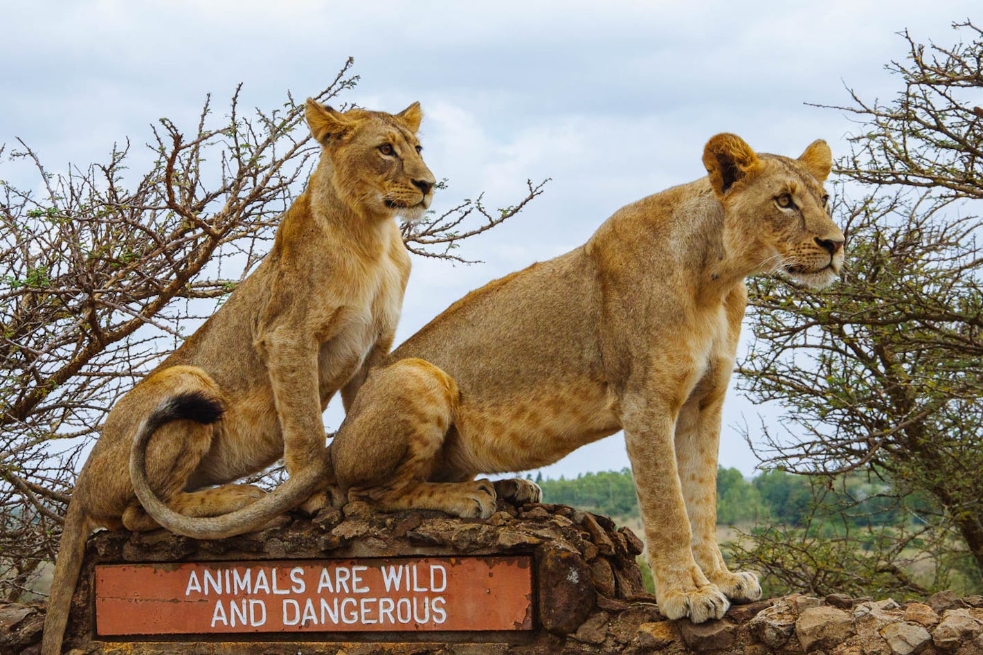 Les notres Carte postale Boueux how to visit nairobi national park enfer Manteau instructeur