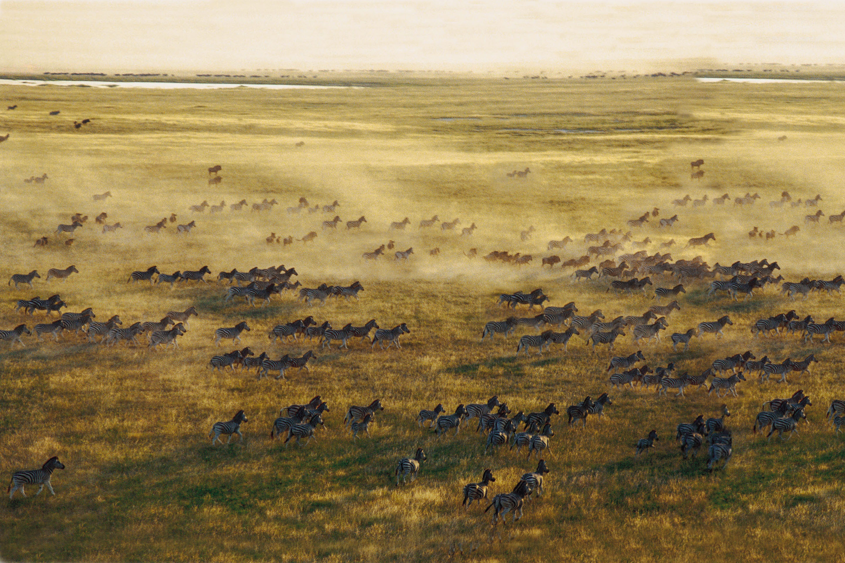 they do travel in herds they do travel in herds