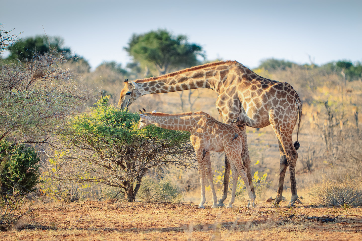 Животные мозамбика